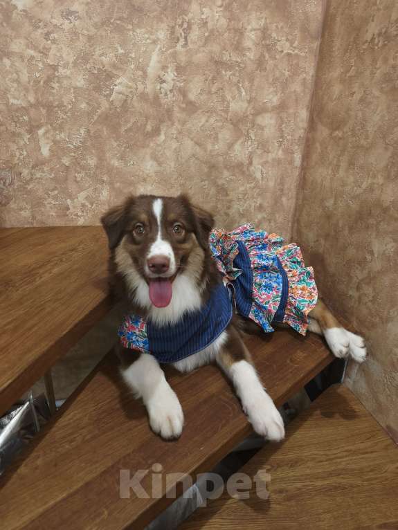 Собаки в Липецке: Австралийская овчарка Девочка, 40 000 руб. - фото 3