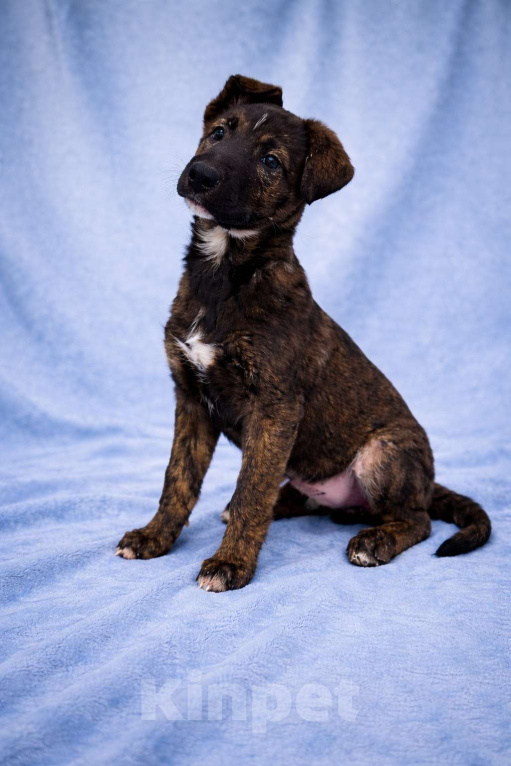 Собаки в Москве: Тиграш щенок мальчик в поисках дома Мальчик, Бесплатно - фото 2
