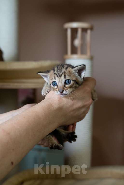 Кошки в Санкт-Петербурге: КОТЯТА Манчкин коротколапые Мальчик, 38 000 руб. - фото 7