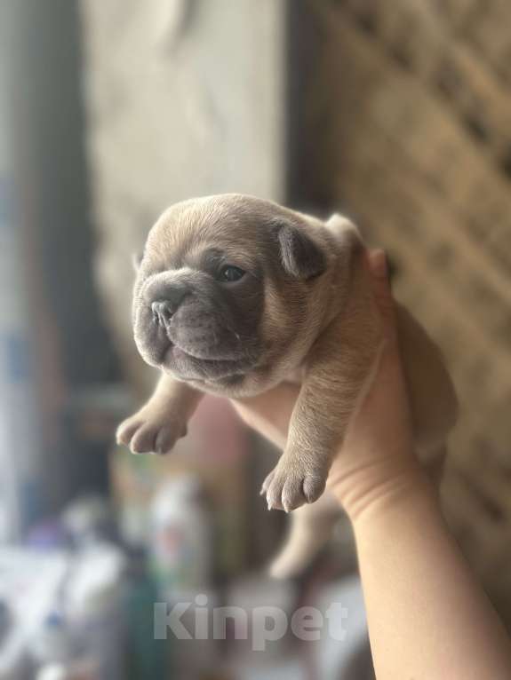 Собаки в Москве: Французский круассан 🥐  Мальчик, 100 000 руб. - фото 1