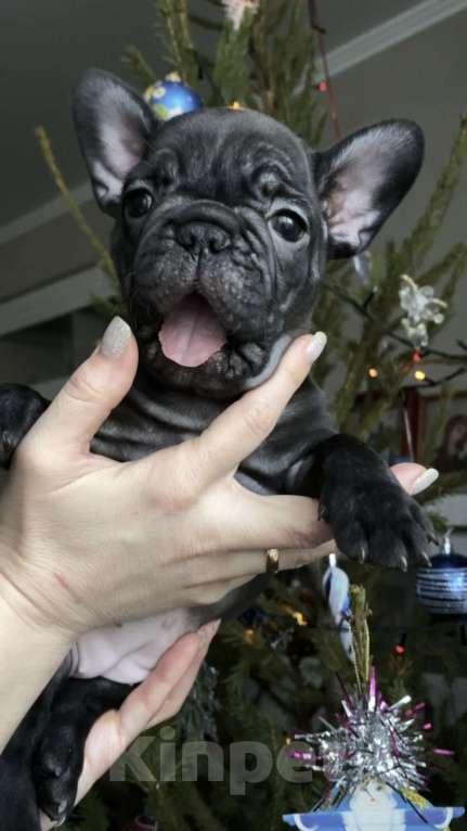 Собаки в Таганроге: Французские бульдоги (щенки) Девочка, 35 000 руб. - фото 7