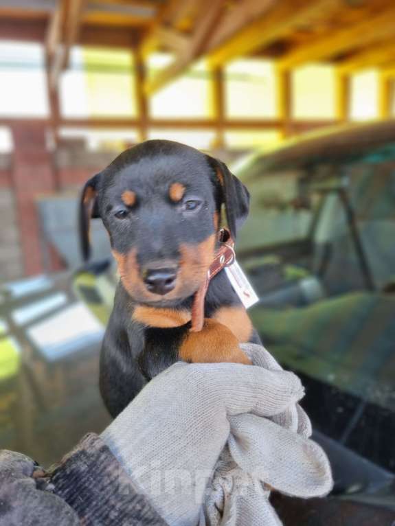 Собаки в Красноярске: ягдтерьер Мальчик, Бесплатно - фото 1