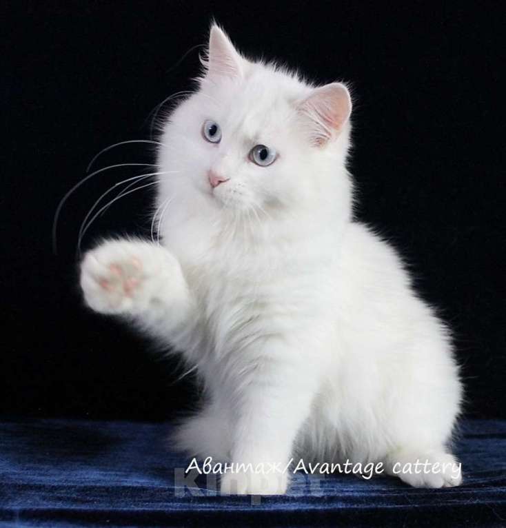 Кошки в Санкт-Петербурге: Предлагается клубный сибирский котенок - девочка Девочка, Бесплатно - фото 2