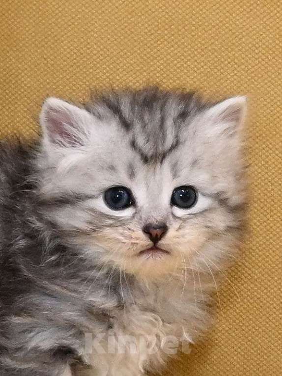 Кошки в Зеленограде: Сибирский котёнок Мальчик, 70 000 руб. - фото 5