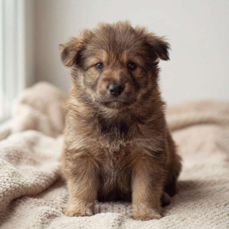 Собаки в Москве: Теди ищет семью Мальчик, Бесплатно - фото 1