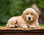 Собаки в Москве: Щенок золотистого ретривера Мальчик, 70 000 руб. - фото 4