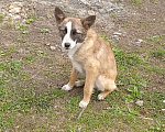 Собаки в Пензе: Щенки в добрые руки  Мальчик, Бесплатно - фото 6