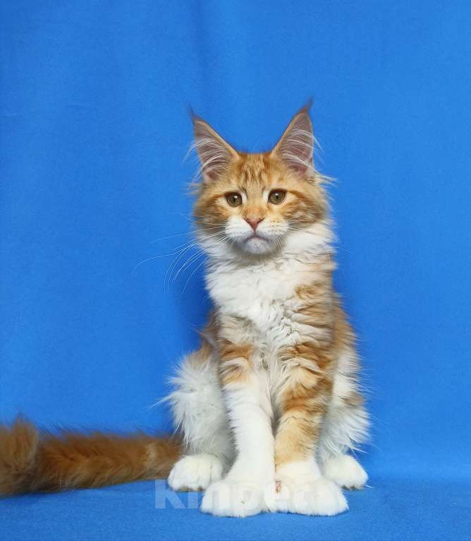 Кошки в Москве: Котенок Мейн-кун полидакт. Девочка  Девочка, 80 000 руб. - фото 6