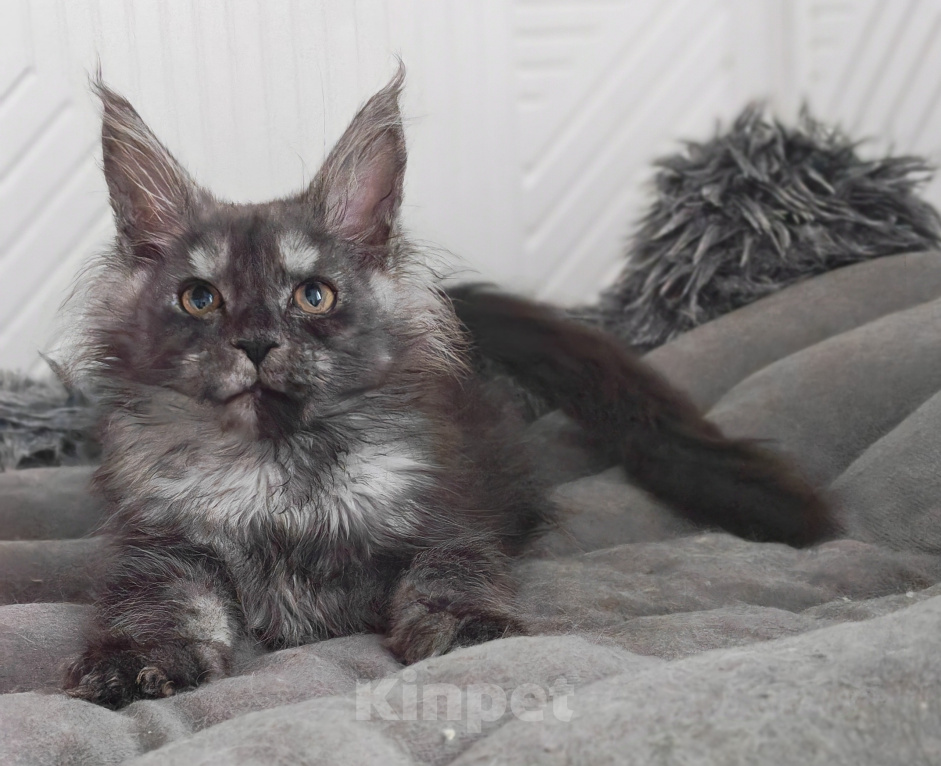 Кошки в Павловском Посаде: Мейн-кун мальчик 2.5 месяца Мальчик, 30 000 руб. - фото 3