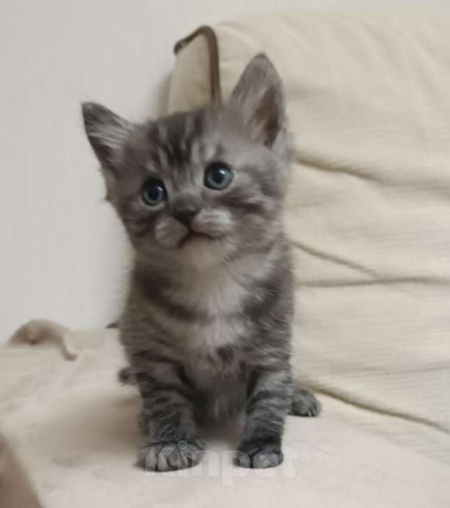 Кошки в Москве: Котенок Ася Девочка, Бесплатно - фото 1