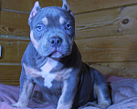 Собаки в Сергиеве Посаде: Девочка американскийх булли. Девочка, 80 000 руб. - фото 3