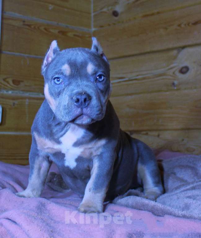 Собаки в Сергиеве Посаде: Девочка американскийх булли. Девочка, 80 000 руб. - фото 3