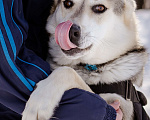 Собаки в Солнечногорске: Активный, добрый и очень ласковый пёс с приюта Мальчик, Бесплатно - фото 7