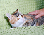 Кошки в Москве: Котенок Марица – трехцветная радость в поисках дома. Девочка, Бесплатно - фото 2