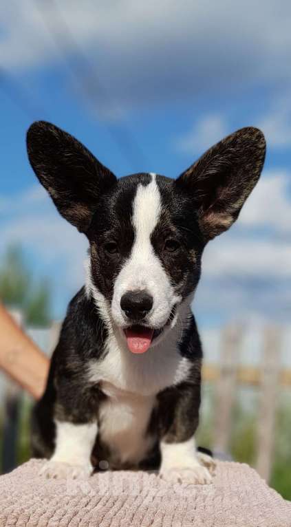 Собаки в Екатеринбурге: Корги кардиган триколор Мальчик, 50 000 руб. - фото 3