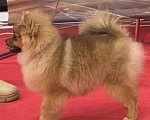 Собаки в Санкт-Петербурге: Померанский шпиц девочка Девочка, 60 000 руб. - фото 3