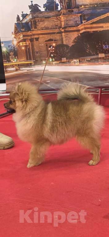 Собаки в Санкт-Петербурге: Померанский шпиц девочка Девочка, 60 000 руб. - фото 3