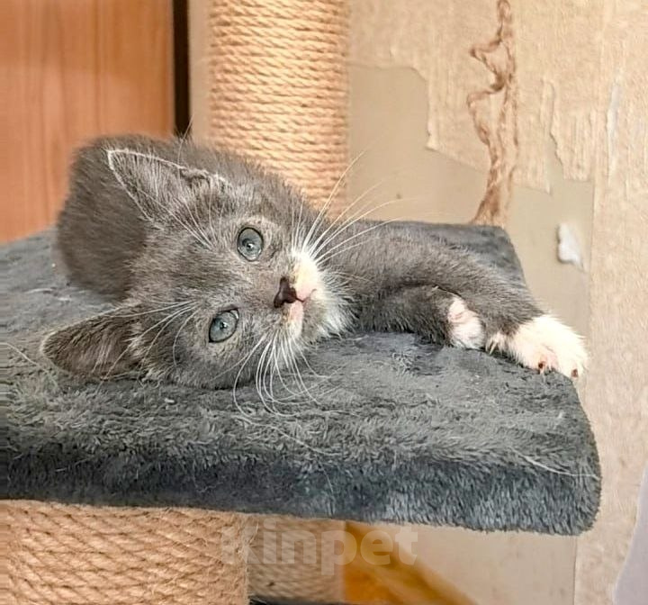 Кошки в Калуге: Веселая малышка, котенок 2 мес в добрые руки. Девочка, Бесплатно - фото 2