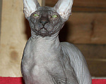 Кошки в Ангарске: Кот на вязку, 3 000 руб. - фото 3