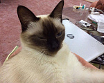 Кошки в Арзамасе: Сиамские котята, 5 000 руб. - фото 3