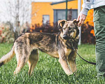 Собаки в Подольске: Собачка Малинка ищет дом и любящих хозяев. Девочка, Бесплатно - фото 3
