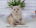 Кошки в Санкт-Петербурге: Британский котенок лилового окраса (девочка) Девочка, 20 000 руб. - фото 7