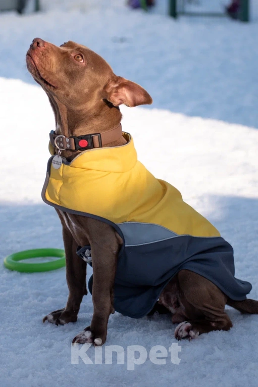 Собаки в Москве: Ласковая собака в добрые руки Девочка, Бесплатно - фото 3