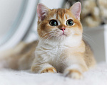 Кошки в Владивостоке: Британский котёнок. Золотая девочка Девочка, 60 000 руб. - фото 2