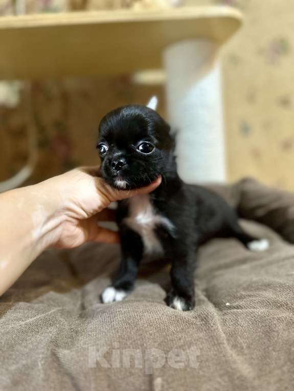 Собаки в Ростове-на-Дону: Мальчики чихуахуа Мальчик, 20 000 руб. - фото 4