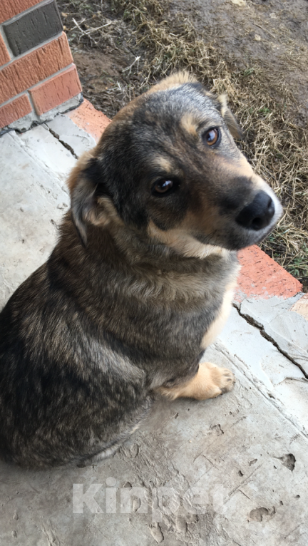 Собаки в Новочеркасске: Домашние щенки Мальчик, Бесплатно - фото 2