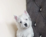 Собаки в Москве: Вест хайленд уайт терьер Мальчик, 50 000 руб. - фото 2