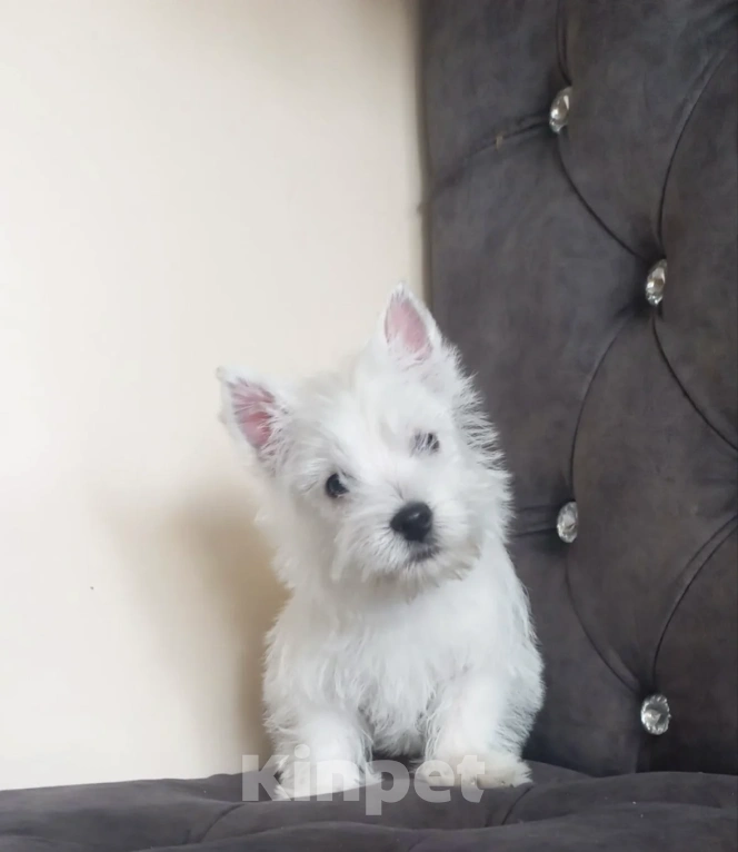 Собаки в Москве: Вест хайленд уайт терьер Мальчик, 50 000 руб. - фото 2