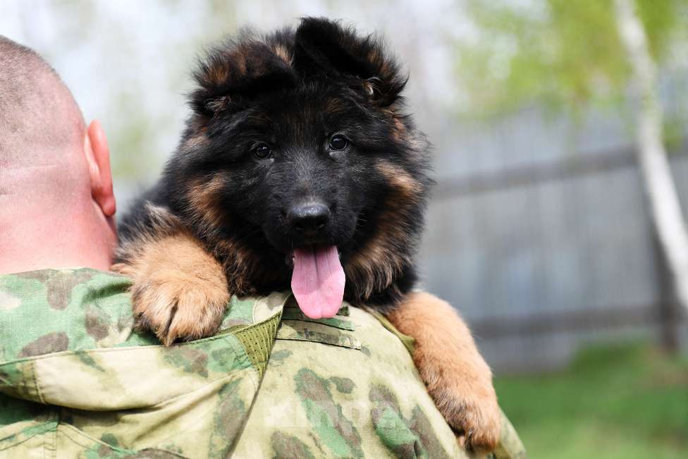 Собаки в Челябинске: Внуки двух Чемпионов Мира Девочка, 100 000 руб. - фото 4
