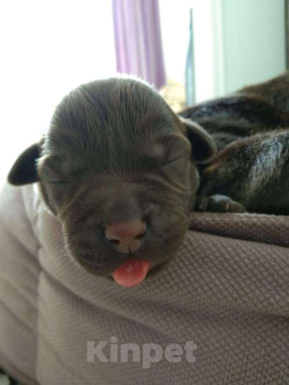 Собаки в Белгороде: Шоколадный лабрадор Мальчик, 35 000 руб. - фото 2