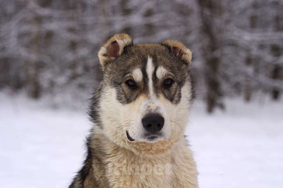 Собаки в Видном: щенок Криолан, 1 год Мальчик, Бесплатно - фото 5