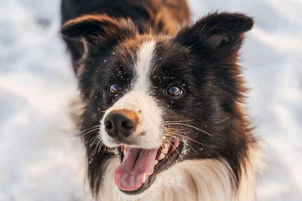 Собаки в Москве: Кобель 3 года РКФ документы. Продажа. Мальчик, Бесплатно - фото 3
