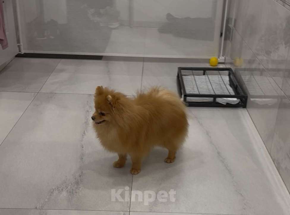 Собаки в Москве: Продается чудесная подрощенная малышка породы померанский шпиц Девочка, 40 000 руб. - фото 2