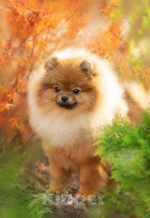 Собаки в Пушкино: Красавец померанец! Мальчик, 50 000 руб. - фото 1