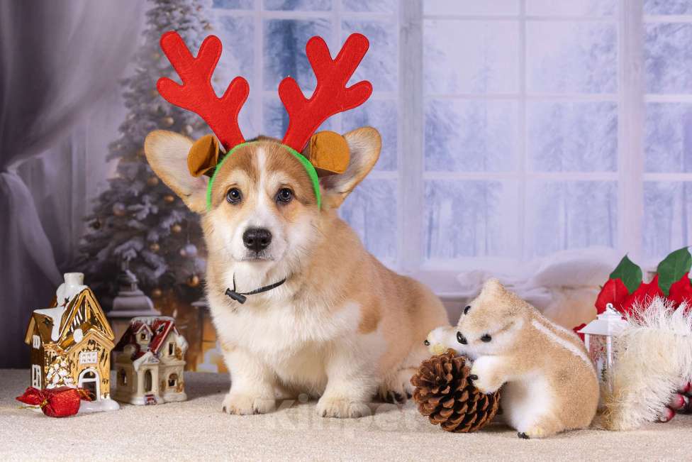 Собаки в Москве: Вита Приора Мавруд Мальчик, 80 000 руб. - фото 6