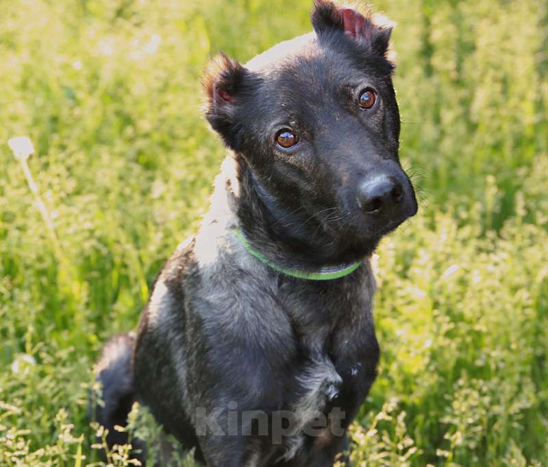 Собаки в Москве: Весёлый малышок Граф в добрые руки Мальчик, Бесплатно - фото 3