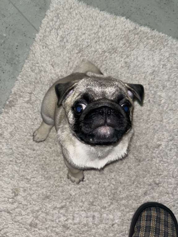 Собаки в Омске: Любящий Мопсик в любящую семью  Мальчик, 15 000 руб. - фото 3