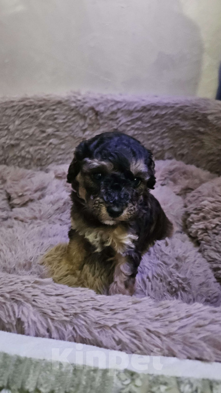 Собаки в других городах Московской области: Щенки той пудель Девочка, 40 000 руб. - фото 4