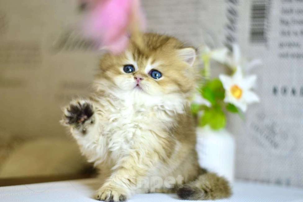 Кошки в Новосибирске: Мальчик золотой британской шиншиллы  Мальчик, Бесплатно - фото 5