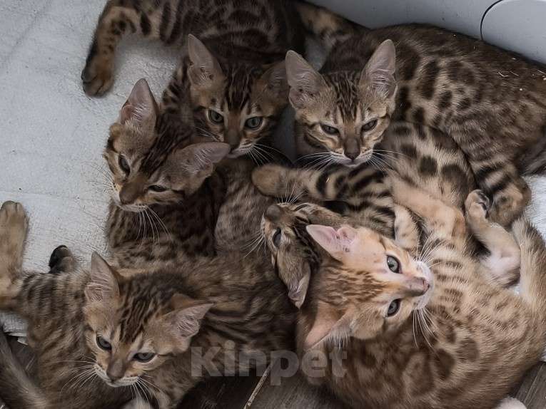 Кошки в Калуге: Котята бенгалы  Мальчик, 20 000 руб. - фото 1
