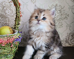 Кошки в Москве: Шотландские  котята  Мальчик, 30 000 руб. - фото 1
