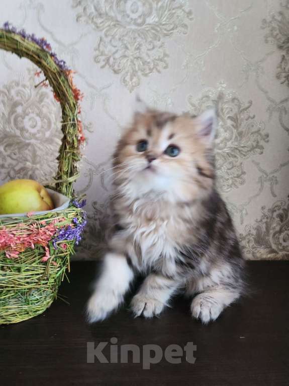 Кошки в Москве: Шотландские  котята  Мальчик, 30 000 руб. - фото 1