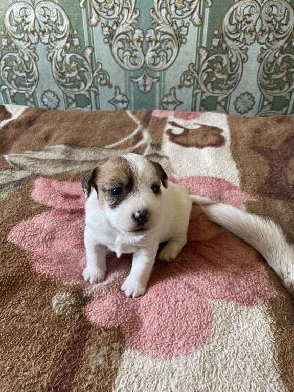 Собаки в Ленинске-Кузнецком: Джек Рассел терьер Мальчик, 30 000 руб. - фото 2