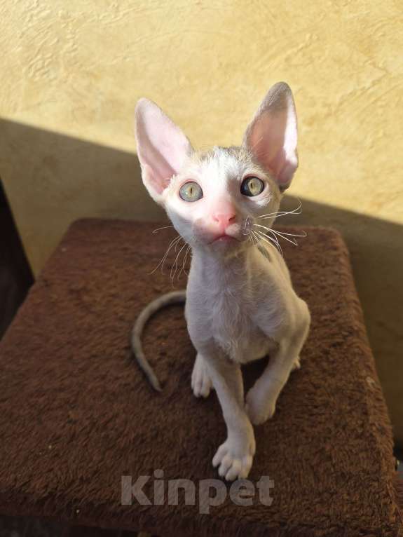 Кошки в Москве: Котенок Корниш Рекс Мальчик, 35 000 руб. - фото 2