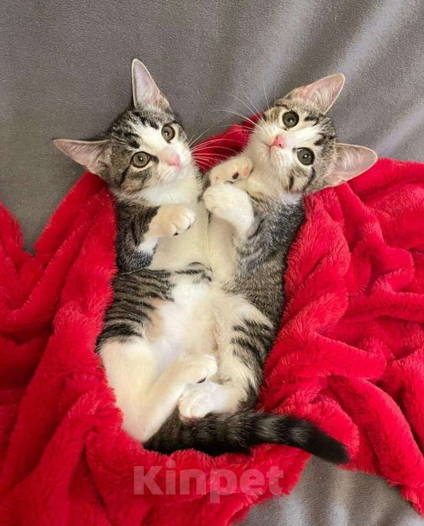 Кошки в Санкт-Петербурге: Забавная малютка Наточка Девочка, Бесплатно - фото 1