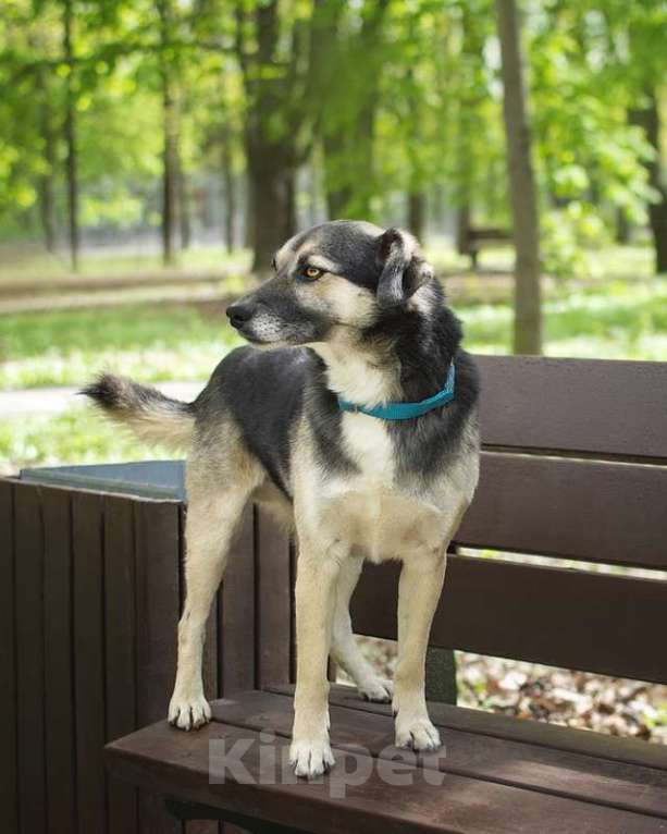 Собаки в Москве: Маленький спокойный пёсик Жорик в добрые руки Мальчик, Бесплатно - фото 2